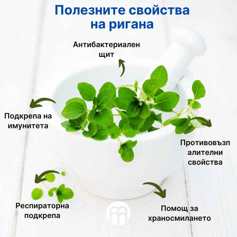(Bulharština) Prospěšné vlastnosti oregana